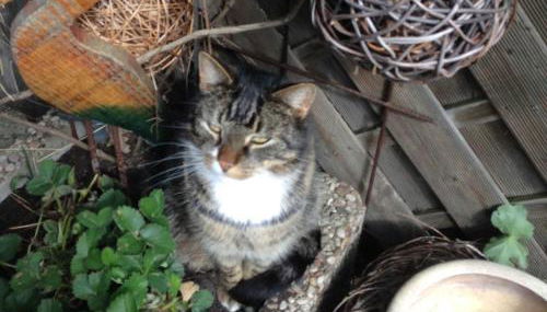Schäfchenwolke Apartment auf dem Bauernhof - Foto 4