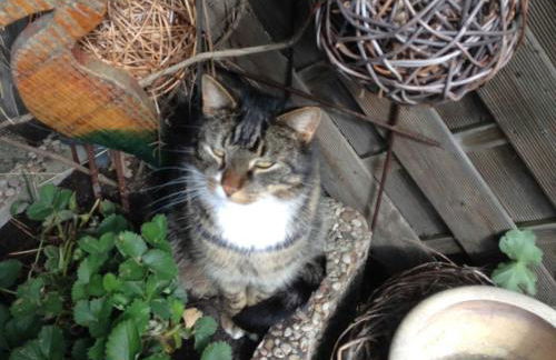 Schäfchenwolke Apartment auf dem Bauernhof - Foto 4