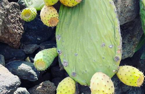 Dammuso Pensare alla Luna - Foto 56