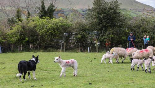 GlenHaven Holiday Accommodation - Photo 5