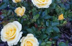 Violin house - Foto 34