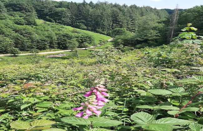Bungalow in Virton Near Vallee de Rabais Lake - Foto 21