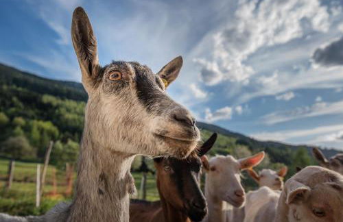 Agritur Maso Piasina - Photo 13