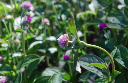 Casa do Arco - Casa de Campo - Photo 53