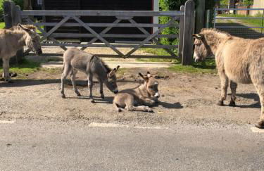 Spire View - New Forest Holiday Home - Photo 41