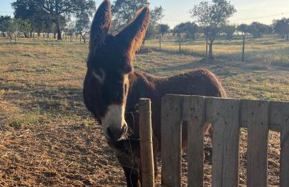 Casa da Burra - Foto 69