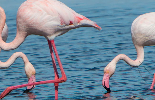 Excursion au Delta de l'Èbre + Balade en catamaran - Photo 3