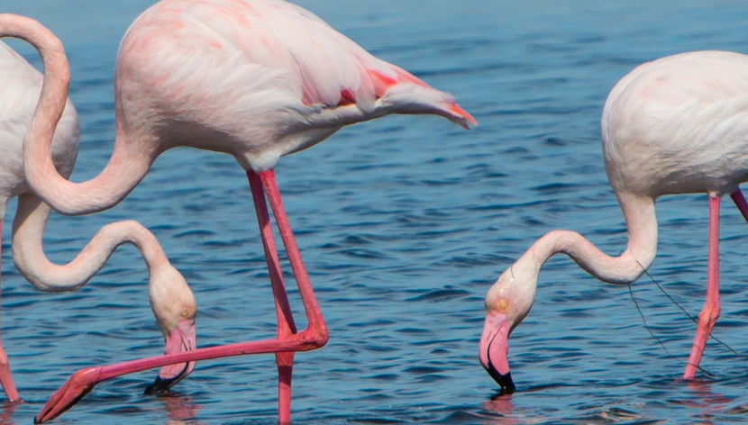 Delta del Ebro Day Trip & Boat Ride - Foto 3