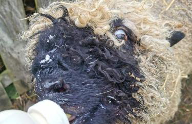 Glen Roe - 3 Bed Lodge on Friendly Farm Stay - Foto 70