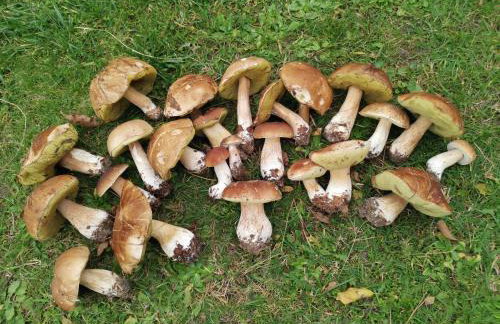 Oaza Spokoju - Foto 13