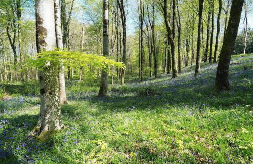 18th Century Thatched Cottage Parking & Garden - Foto 46