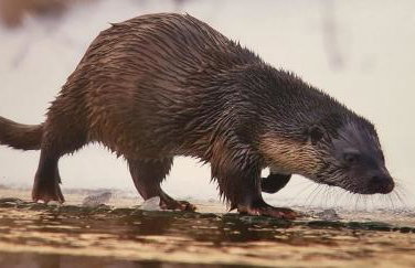 Agroturystyka Lisa Młyn - Foto 71