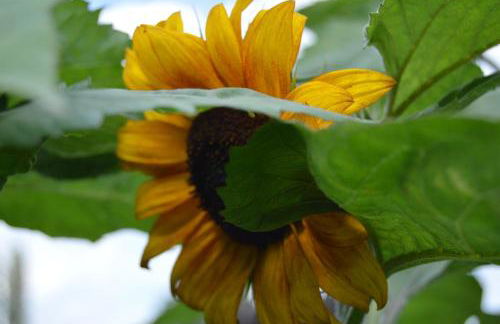 Countryside Tiny House - Photo 9