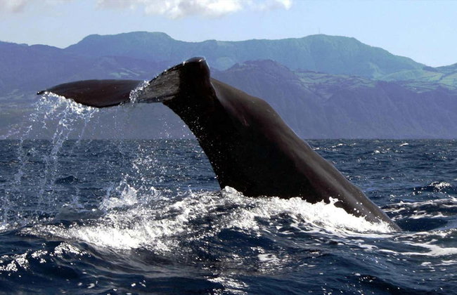 Avistamiento de cetáceos + Islote de Vila Franca - Foto 6