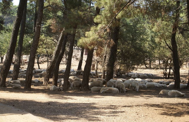 Holiday Home With Garden in Kritinia - Foto 32