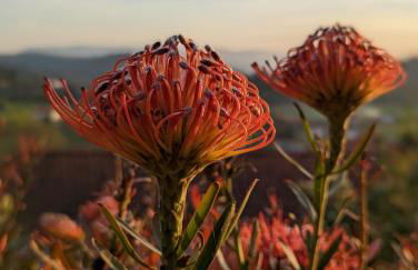 Casa da Mata - Foto 45