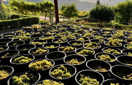 Quinta de CasalMato - Foto 26