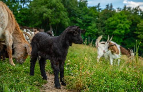 Agriturismo Il Castellaro - Foto 49