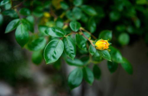 The Terrace on Lake Como - Foto 51