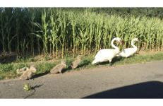 Ferienhaus SüdWest - Foto 27