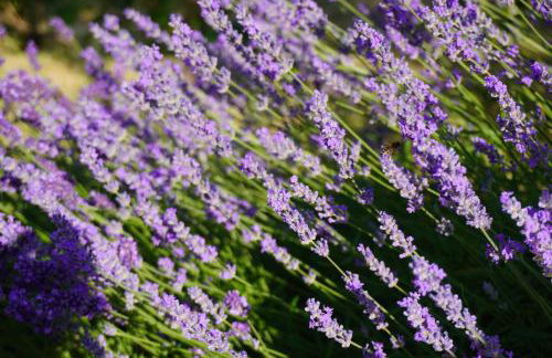 Przytulne Studio Borówkowy Zagajnik - Foto 39