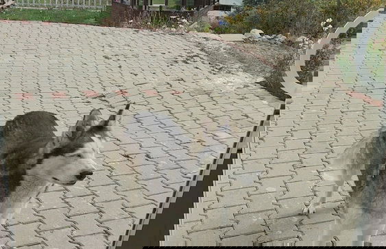 Villa Devor - Foto 34