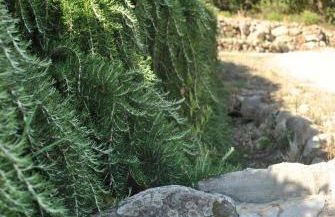 Azienda Agricola Biologica La Cardellina - Foto 46