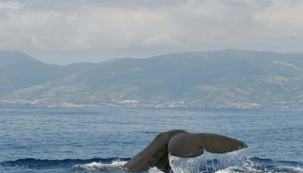 Avistamiento de cetáceos en la isla de Faial - Foto 2, Navegando junto a la isla de Faial