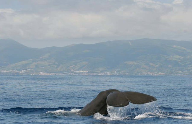 Avistamiento de cetáceos en la isla de Faial - Foto 2