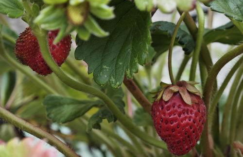 Angel's House - Foto 25