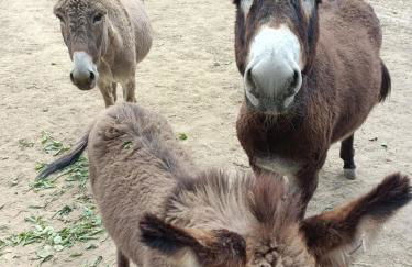 Quinta do Louredo - Évora - Foto 45