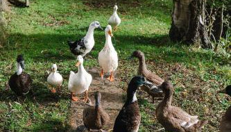 The Granary Smeeth - Foto 2