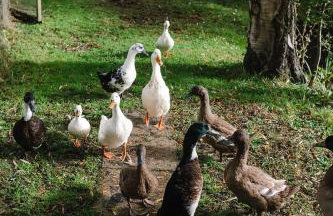 The Granary Smeeth - Foto 2