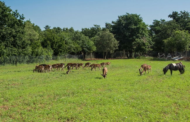 Attractive Holiday Home with Pool, Hot Tub, Patio, Courtyard - Foto 13