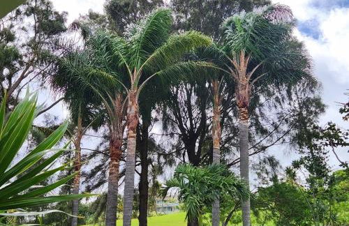 Hau' Oli' Io - Foto 34