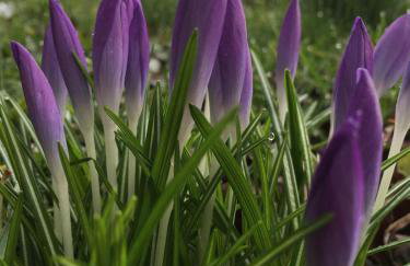 Morndyke Cottage - Foto 24