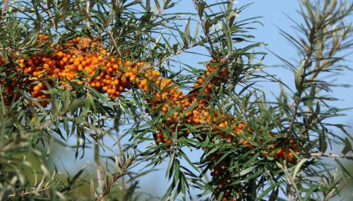 Sanddornhaus - Foto 5