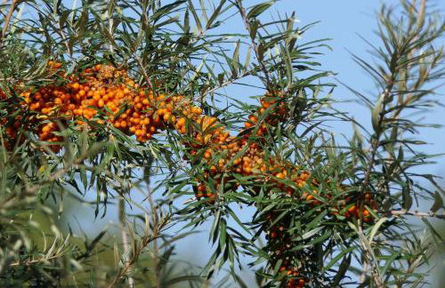 Sanddornhaus - Foto 5