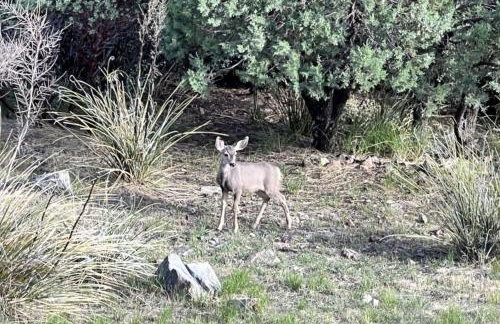 Pine Nest Retreat Saloon and Scenic Views - Foto 46