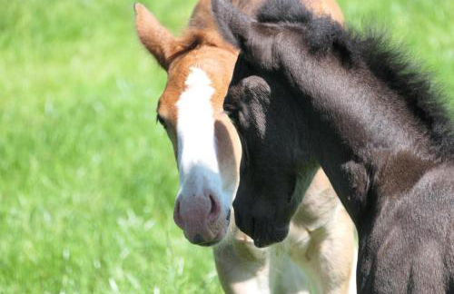 Reihenhaus Geltinger Bucht - Foto 37