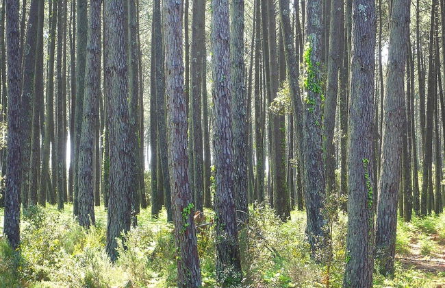 Terraced Holiday Home in Moliets - Photo 31