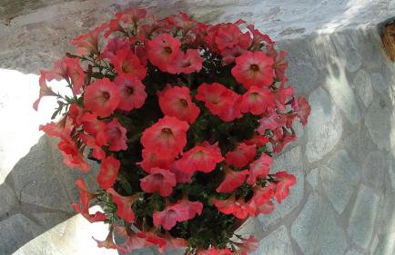 Pelion Kallisti - Foto 10