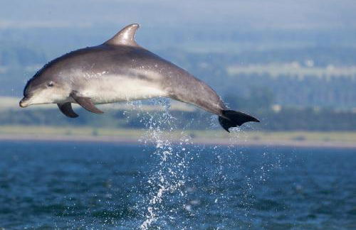 Dolphin View Hillockhead - Foto 72