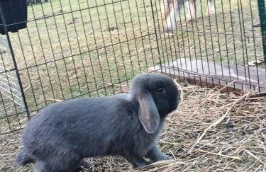 Letnia Oaza "Akacja" - Foto 31