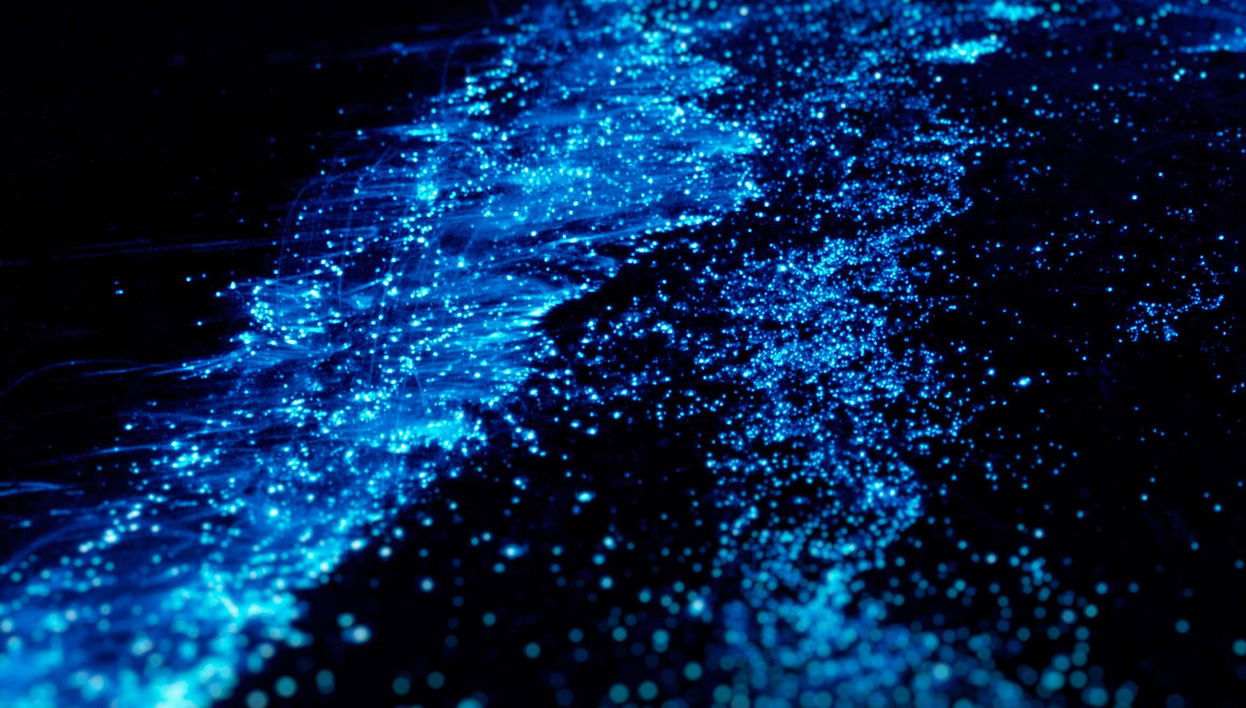 Tour del plancton luminiscente por Barú - Foto 1, Tour del plancton luminiscente por Barú