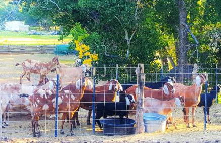 Arrowhead Country Cabins - Foto 54