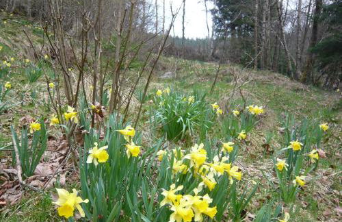 Chalet luxe 12 personnes SPA SAUNA VOSGES-GERARDMER - Foto 39