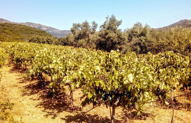 Villa Areti - A Cottage in Cretan Nature - Foto 25