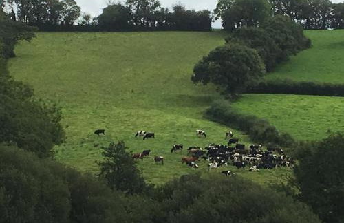 Red Kite Cottage - Foto 53