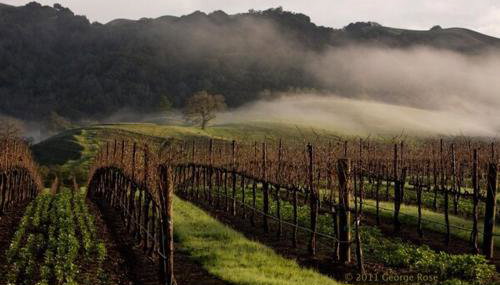 Charming Sonoma Cottage 2BD and 2BA Close to Plaza - Foto 2